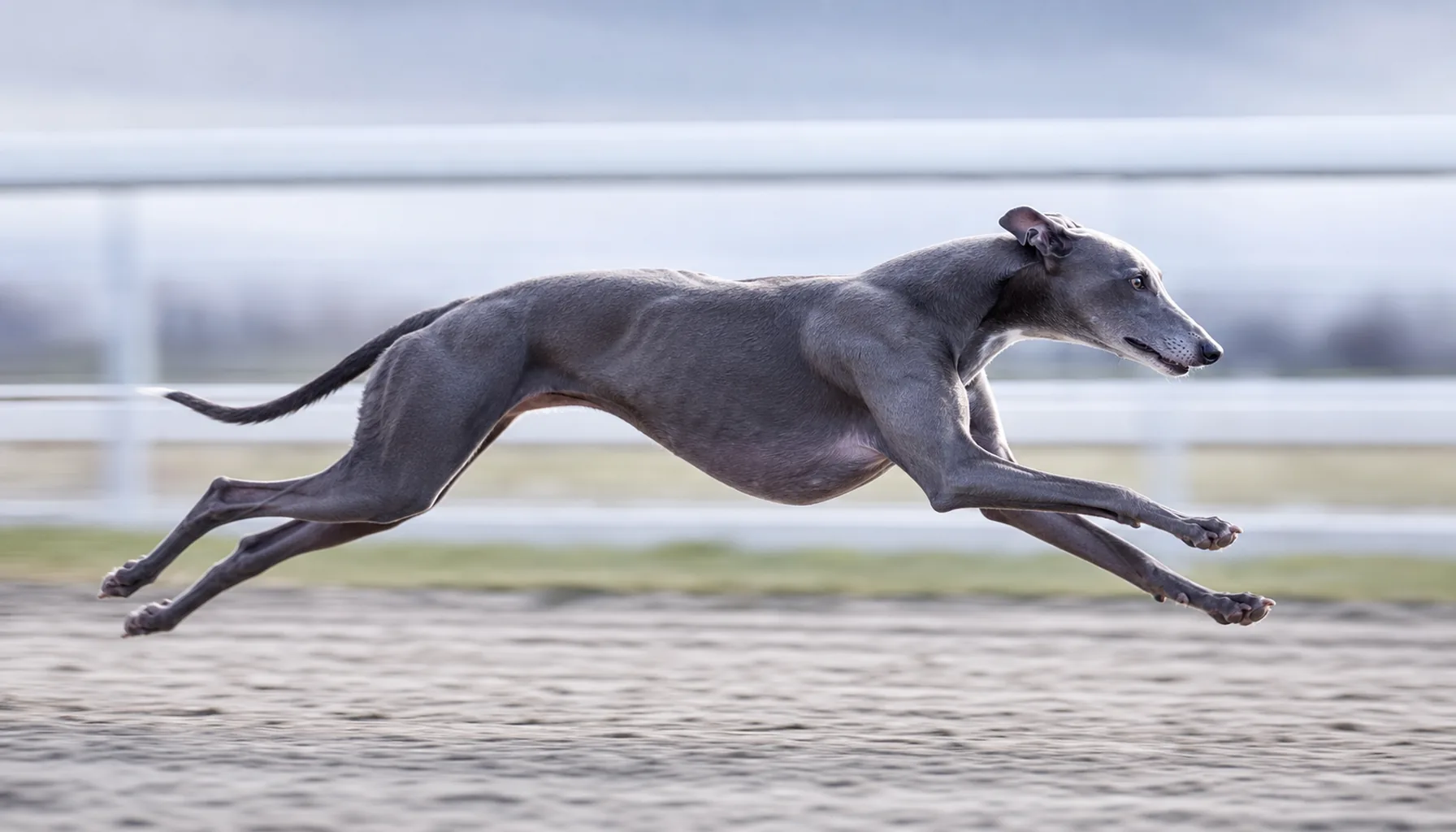Greyhound w dynamicznym ruchu na torze treningowym